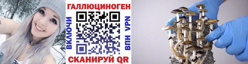 Купить где  Ревда  Псилоцибиновые грибы GOLDEN TEACHER 